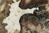 Beautiful Petrified Wood (Araucaria) Round - Madagascar #317387-1
